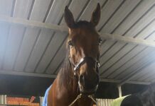 Locals holding their own on the big night