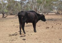 Two mid-north farmers convicted of animal cruelty