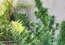 Port Pirie Police Roundup