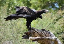 Giant raptor discovered in the Flinders Ranges was Australia’s largest eagle