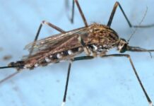 Japanese Encephalitis Virus vaccine available