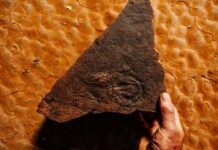 An evolutionary history marvel set to open in the Flinders Ranges