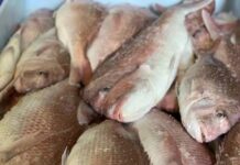 Snapper fingerlings set to swim in $1.2 million program