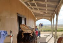 The New Boy delivers a new star