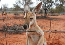 Environment department staff take to the air for annual kangaroo count