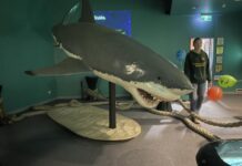 Legacy of an apex predator