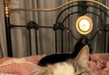 Hard-line stance on feral cats to start in September