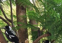 Eyes on the sky, it’s magpie season