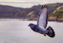 Dead heat in pigeon racing awards