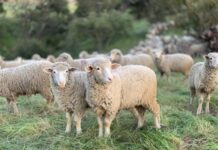 Industry funds inject up to $6.2 million into sheep and cattle industries