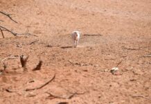 Grants available to build local drought resilience