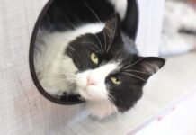 What’s new Port Pirie pussycats? A new discounted de-sexing program!