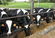 Solution for taming methane