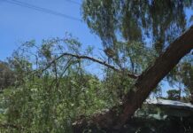 Tree brings day out to an end