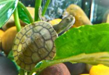 Discover what’s on around Upper Spencer Gulf