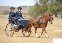 Local projects score big