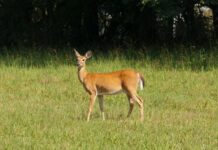 Feral deer forum attracts crowd