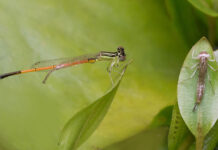 Discover what’s on around the Upper Spencer Gulf