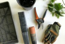 Free plants for your garden