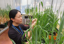 Wheat disease discovery