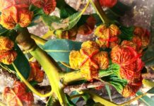 What’s on around Port Pirie