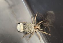 Updated resource for growers to enhance – not hinder – beneficial insects