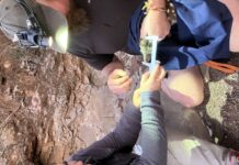 Quoll traps prove fruitful