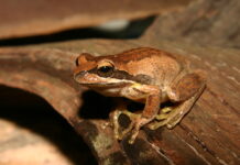 Frogs in focus for census