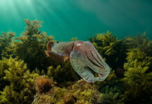 Discover what’s on in the Upper Spencer Gulf