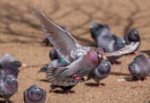 Double win on western route