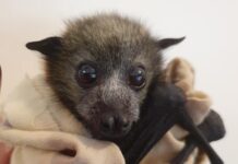 Volunteers sought for bat rescue