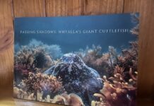 Carlo’s cuttlefish collection