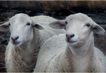 Club images shine bright