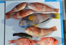 Hook, line and sinker