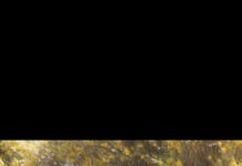 Wadna set to bloom, build