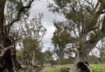 Water release set to revive