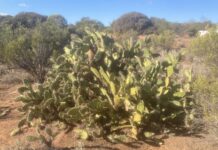 Invasive cactus at Cultana