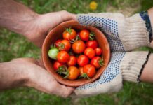 Tomato virus detected on Adelaide Plains