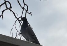 Season wraps up for homing birds