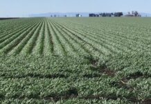 New baseline for grain producers