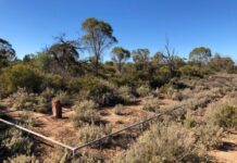 The Murninnie mystery