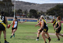 Dingoes, Magpies go large