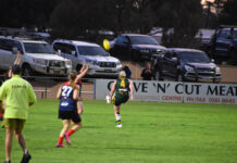 Norths fall short of Dingoes