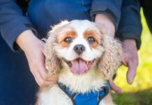 Review on dog and cat strategy