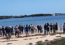 Rubbe ducks take to water