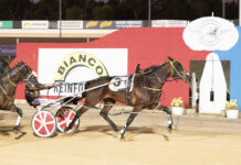 Beloved Pirie horse retires