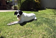 Cruelty case, man sentenced