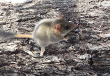 Ret-tailed phascogale reintroduced into the Arid Lands