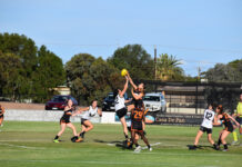Dingoes go back-to-back