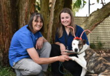 Keeping your pets safe this Christmas